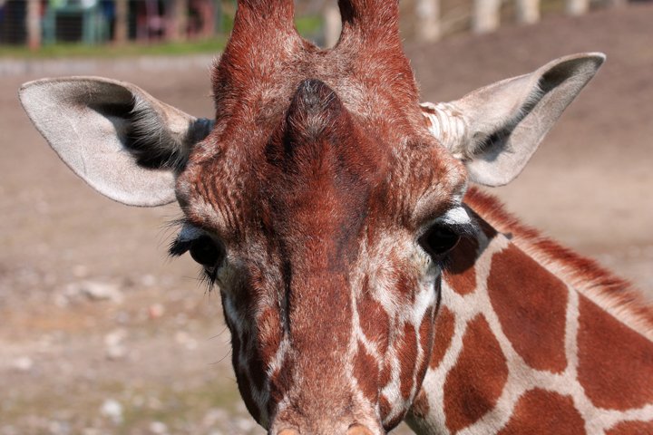 giraf IMG_2377.jpg - Giraf (Giraffa camelopardalis reticulata)