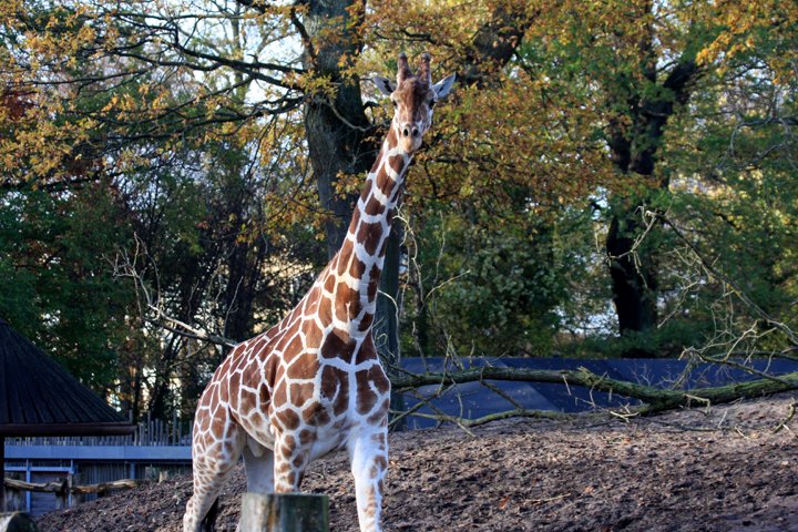giraf IMG_7395.jpg - Giraf (Giraffa camelopardalis reticulata)