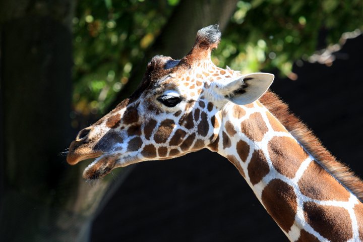 griraf IMG_6858.jpg - Giraf (Giraffa camelopardalis reticulata)