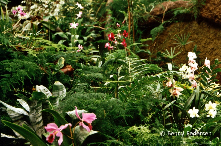 Blomster.jpg - Blomster