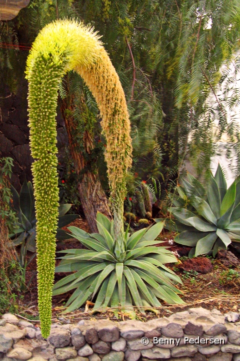 Blomsterstand.jpg - Blomsterstand