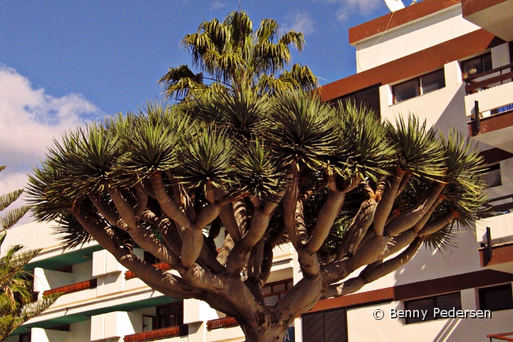Palme.jpg - Palme