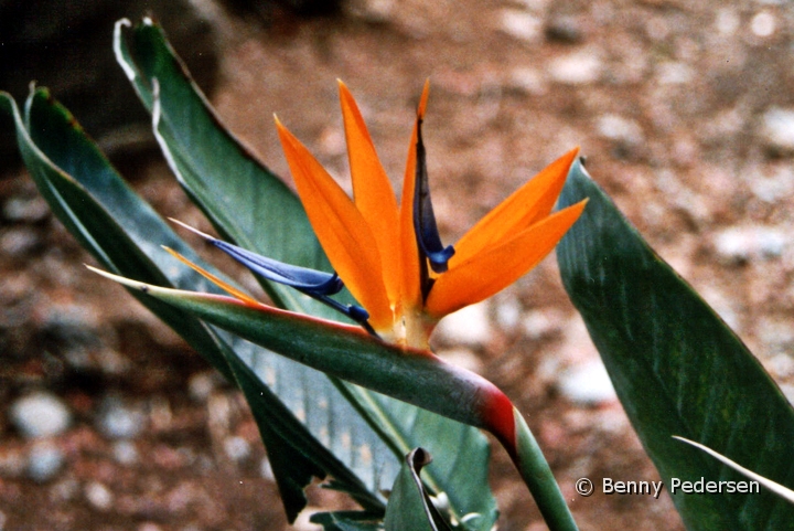 Strelitzia.jpg - Strelitzia