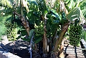 Bananer