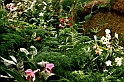 Blomster
