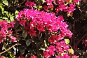 Bougainvillea