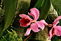 Orkide