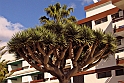 Palme