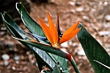 Strelitzia