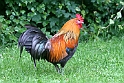 Bankivahone