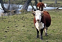 Okser