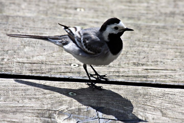 Hvid vipstjert IMG_7589.jpg - Hvid Vipstjert (Motacilla alba)