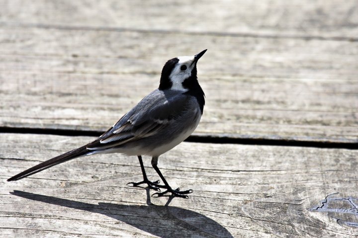 Hvid vipstjert IMG_7591.jpg - Hvid Vipstjert (Motacilla alba)