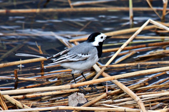Hvid vipstjert IMG_7608.jpg - Hvid Vipstjert (Motacilla alba)