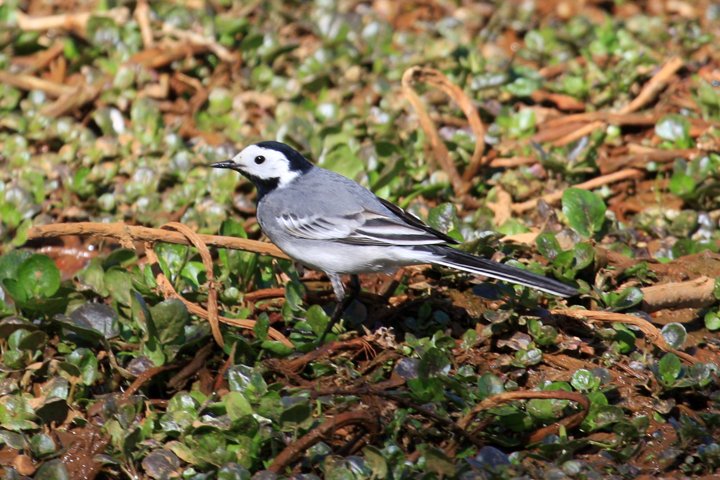 hvid vipstjert IMG_9049.jpg - Hvid Vipstjert (Motacilla alba)
