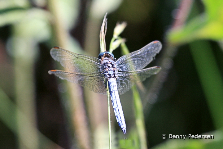 Libel.jpg - Blå Libel (Libellula depressa )