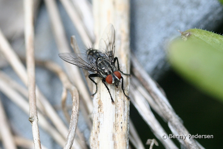 Stueflue.jpg - Stueflue (Musca domestica)