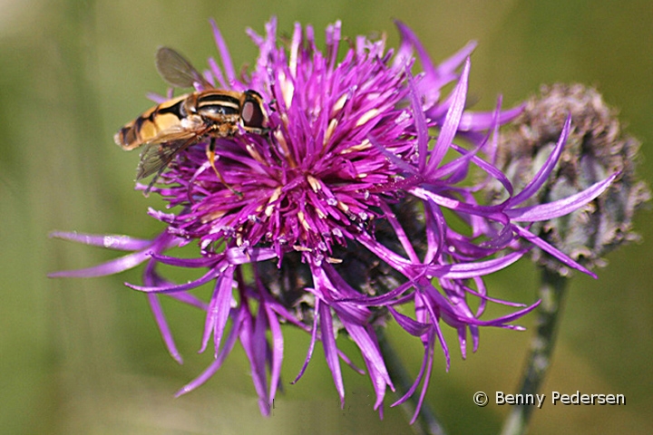 Svirreflue.jpg - Svirreflue (Syrphidae) 