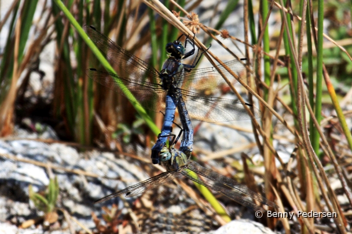 Vandnymfe1.jpg - Hestesko-Vandnymfe (Coenagrion puella) 