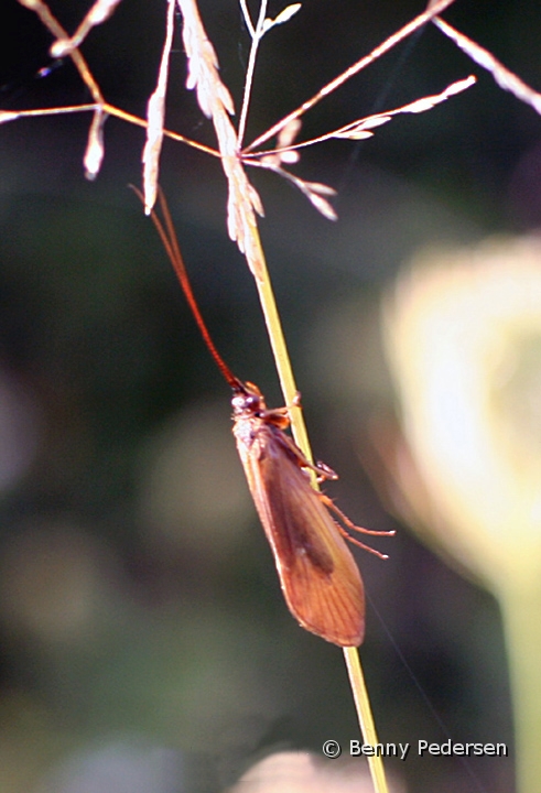 Varflue.jpg - Vårflue (Trichoptera)