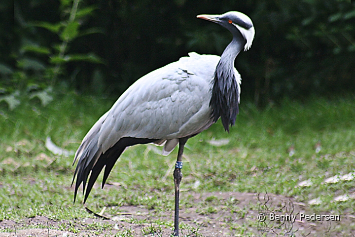 Jomfrutrane.jpg - Jomfrutrane (Anthropoides virgo)