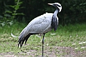 Jomfrutrane