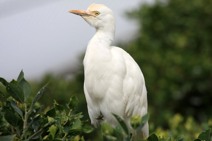 kohejre IMG_0699.jpg - Kohejre (Bubulcus ibis)