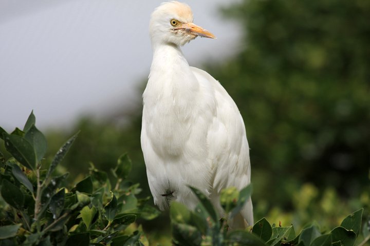 kohejre IMG_0701.jpg - Kohejre (Bubulcus ibis)