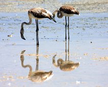 flamingo Alykes Lake IMG_6515
