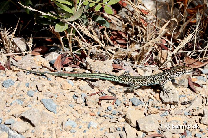 Fireben2.jpg - Smaragdfirben (Lacerta viridis)