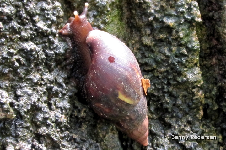 Kongosnegl.jpg - Congo snegl       (Achatina fulica)                       