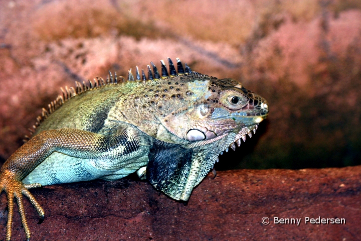 Leguan.jpg - Leguan (Iguana iguana)