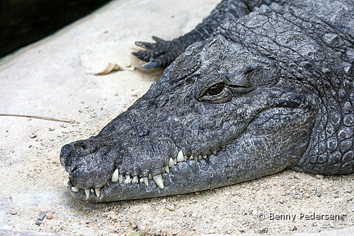 Nilkrokodille.jpg - Vestafrikansk krokodille (Crocodylus niloticus)