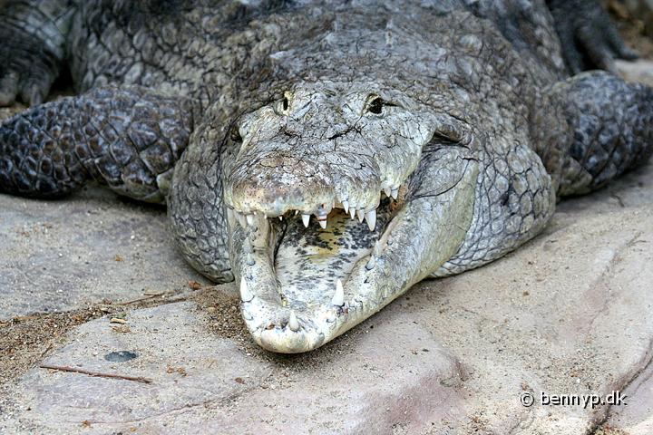 Nilkrokodille1.jpg - Nilkrokodillen (Crocodylus niloticus)