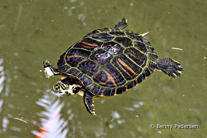 Skildpadde.jpg - Guløret Terrapin  (Chrysemys scripta troosti)