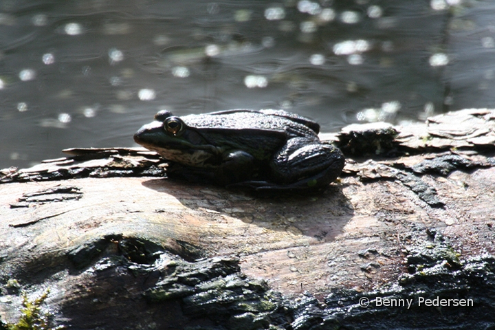 Skrubtudse.jpg - Skrubtudse (Bufo bufo)