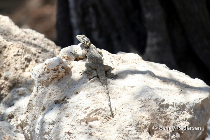 ogle.jpg - Krokodilleskink (Tribolonotus novaeguineae)