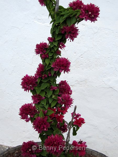 Bougainvillea 1.jpg -         Bougainvillea                       