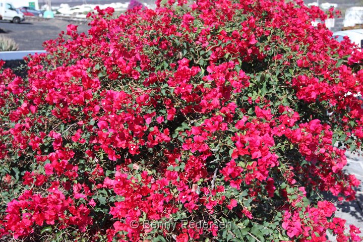 Bougainvillea.jpg - Bougainvillea