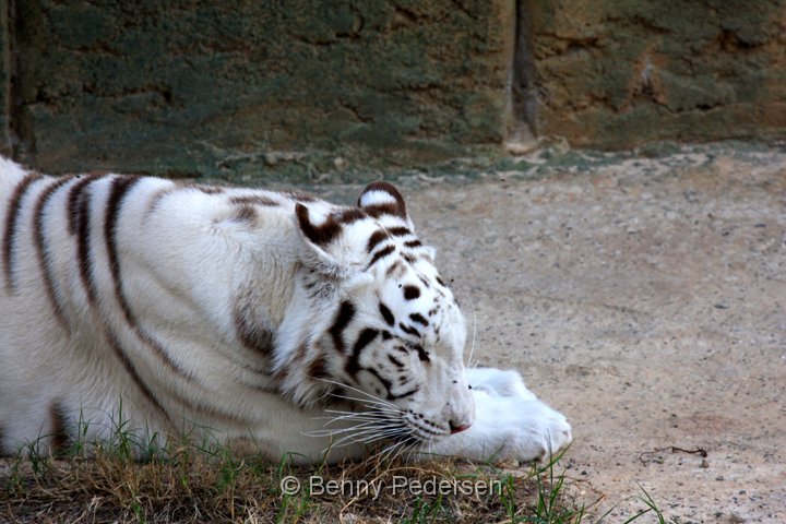 Hvid Tiger.jpg - Rancho Texas Park " Hvid Tiger"