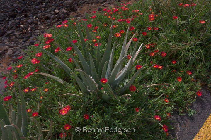 Kaktus.jpg - Blomster og Kaktus ved Playa Quemada