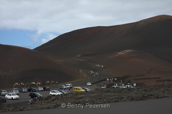 Kameltur.jpg - Kameltur i Parque Nacional de Timanfaya