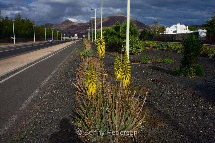 Slangehovde-plante.jpg - Slangehovde-plante