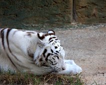 Hvid Tiger IMG_2299