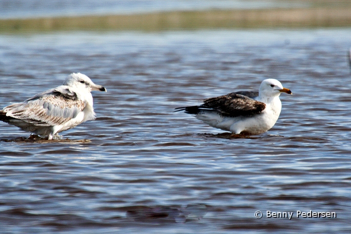 Gramager.jpg - Gråmåge (Larus hyperboreus)