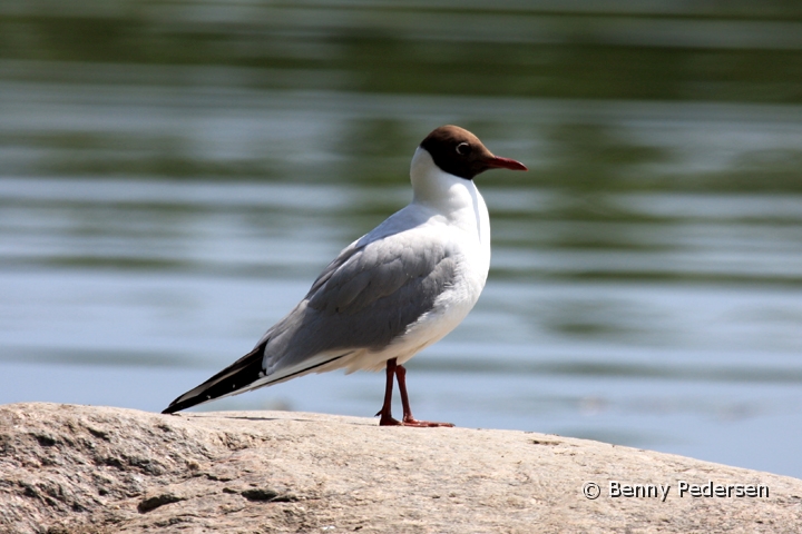 Hattemage.jpg - Hættemåge (Chroicocephalus ridibundus)