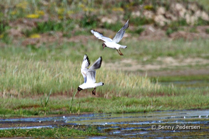 Hattemager.jpg - Hættemåge (Chroicocephalus ridibundus)