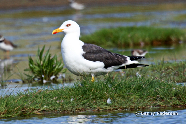 Sildemage.jpg - Sildemåge (Larus fuscus)