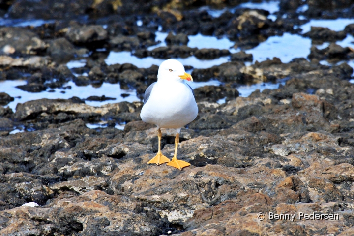 Solvmage.jpg - Middelhavssølvmåge (Larus michahellis)