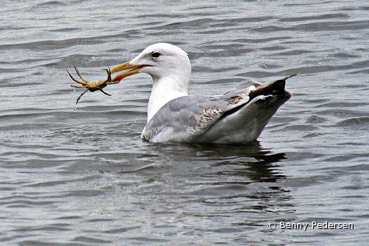 Svartbag.jpg - Svartbag (Larus marinus)